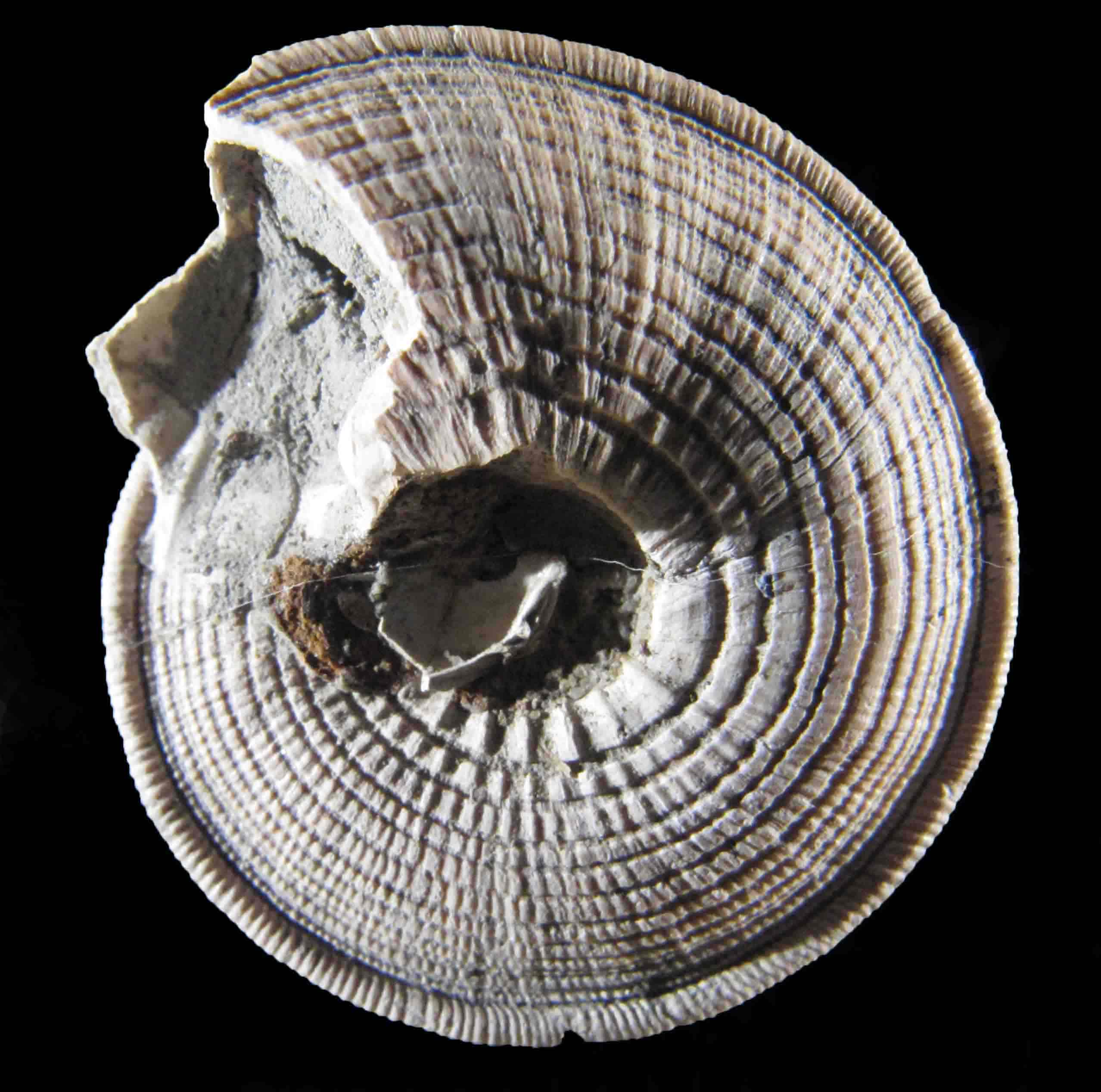 Heliacus moniliferus